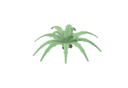Palm Fronds