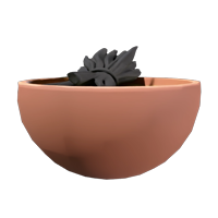 Kelp Broth
