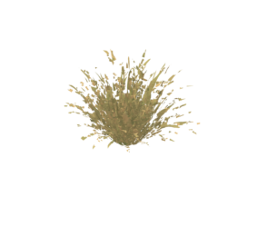 Dune grass
